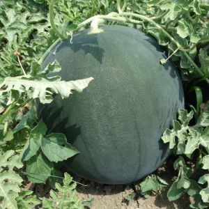 Seminte pepene verde Semaca F1