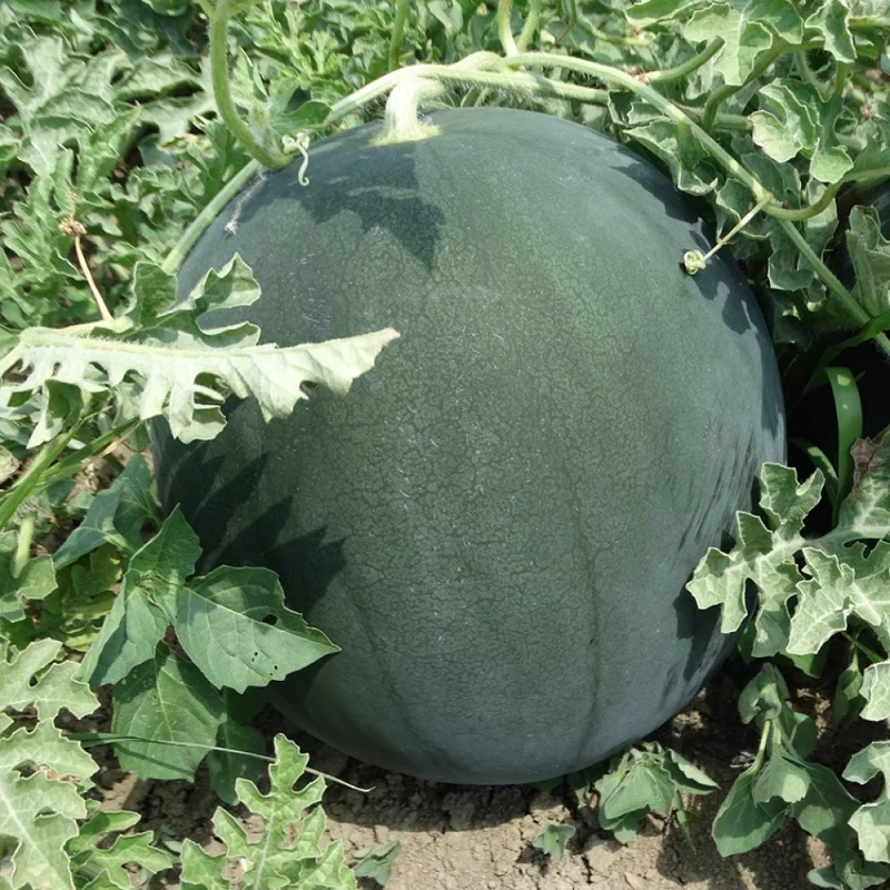Seminte pepene verde Semaca F1