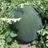Seminte pepene verde Semaca F1