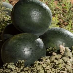 Seminte pepene verde Fechete F1