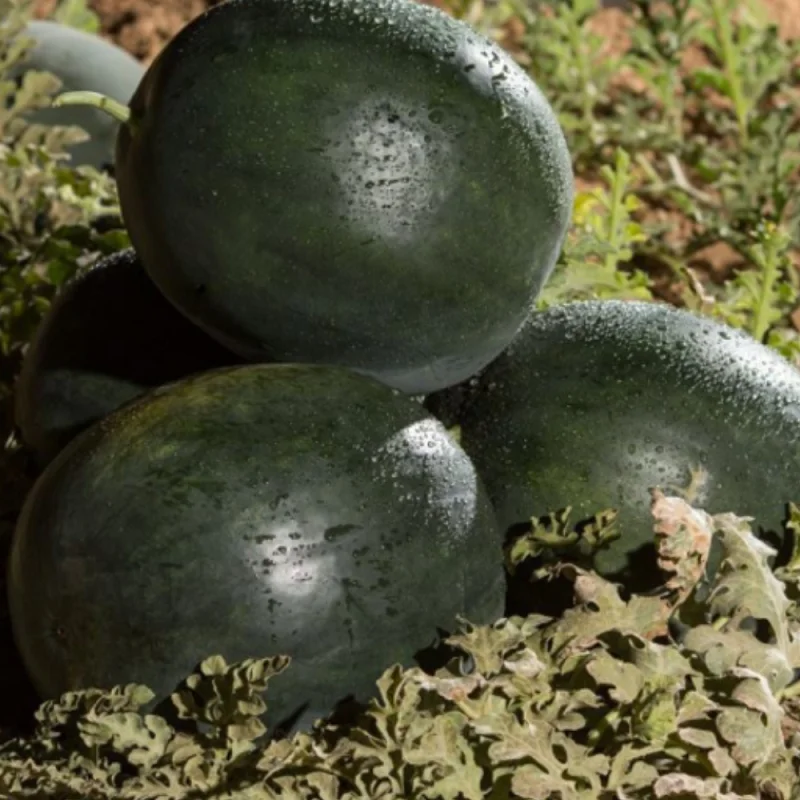 Seminte pepene verde Fechete F1