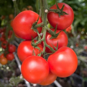 Seminte tomate Moldoveanu F1 (AS 307 F1)