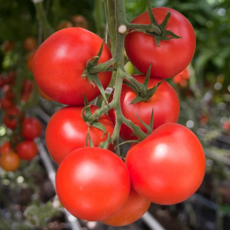 Seminte tomate Moldoveanu F1 (AS 307 F1)