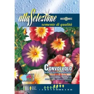 Seminte frumoasa diminetii Multicolor