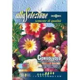 Seminte frumoasa diminetii Multicolor