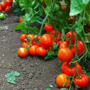 Seminte tomate Oltena (AS5 311) F1