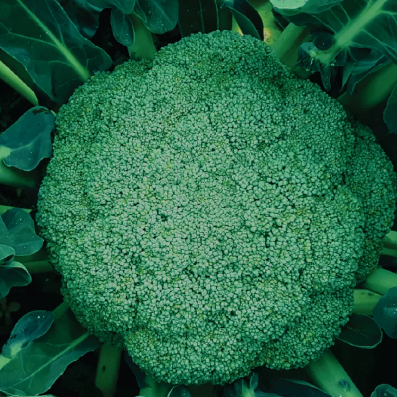 Seminte broccoli Agapia F1