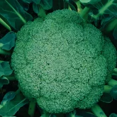 Seminte broccoli Agapia F1