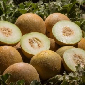 Seminte pepene galben Silvania F1