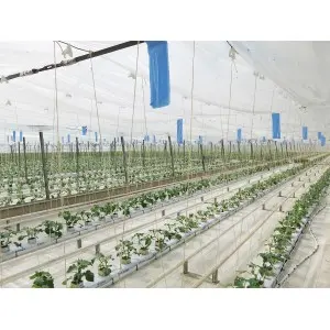Capcane albastre pentru trips 25x10 cm Bug-Scan, set 20 buc