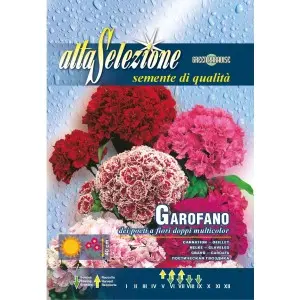 Seminte garofita de gradina - Flori duble multicolor
