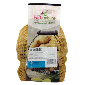 Cartofi de samanta albi Kennebeck, sac 1.5 kg
