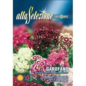 Seminte garofita de gradina Flori simple multicolor