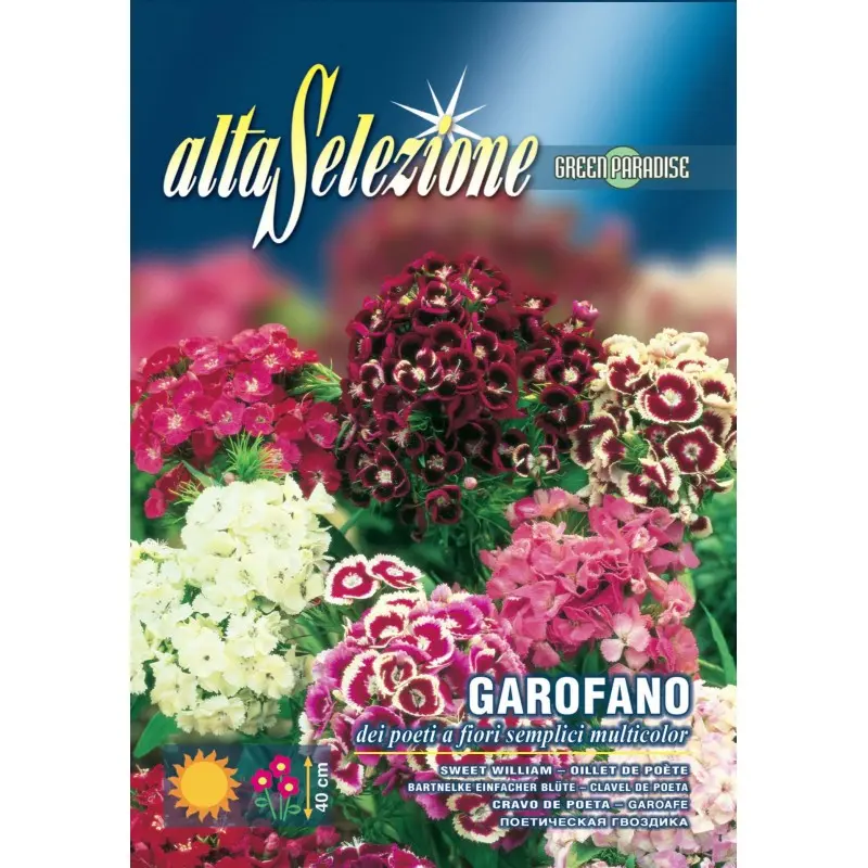 Seminte garofita de gradina Flori simple multicolor