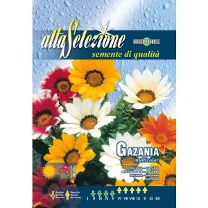Seminte gazania Multicolor