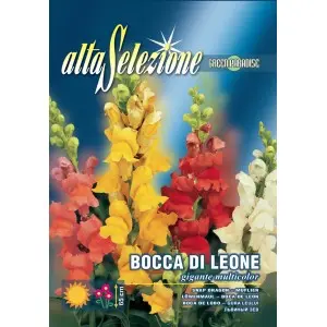 Seminte gura leului Gigant multicolor