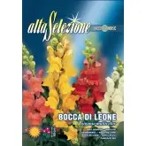 Seminte gura leului Gigant multicolor