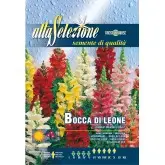Seminte gura leului Pitic multicolor