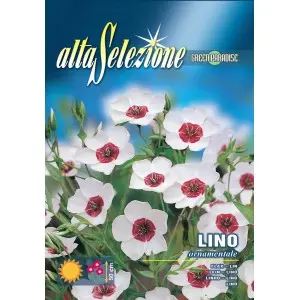 Seminte inul inflorit Ornamental