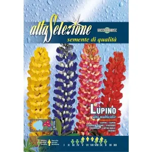 Seminte lupin inalt Multicolor