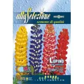 Seminte lupin inalt Multicolor
