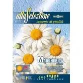 Seminte margareta Gigantica
