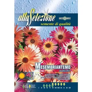 Seminte margareta Livingstone Multicolor