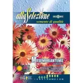 Seminte margareta Livingstone Multicolor