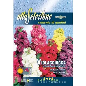 Seminte mixandra flori duble multicolor