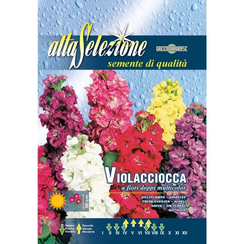 Seminte mixandra flori duble multicolor