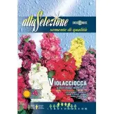 Seminte mixandra flori duble multicolor