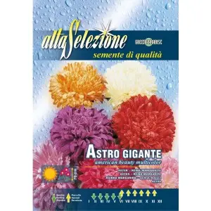 Seminte ochiul boului gigant frumoasa americana multicolor