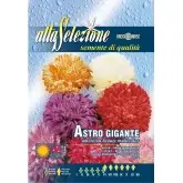 Seminte ochiul boului gigant frumoasa americana multicolor