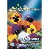Seminte panselute flori mari multicolor