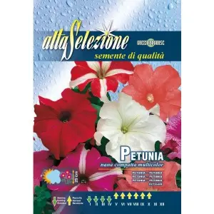 Seminte petunia pitica compacta multicolor
