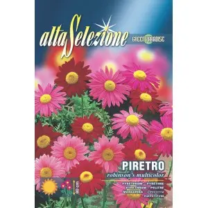 Seminte piretru Robinson's multicolor