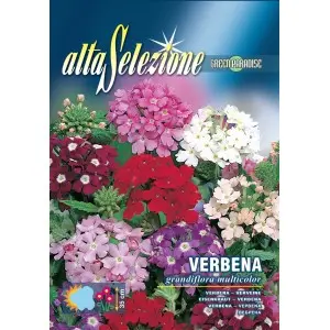 Seminte urzicuta floare mare multicolor