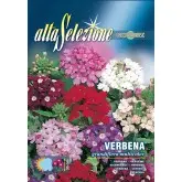 Seminte urzicuta floare mare multicolor