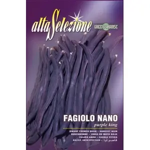 Seminte fasole oloaga fideluta Purple King Alta Selezione