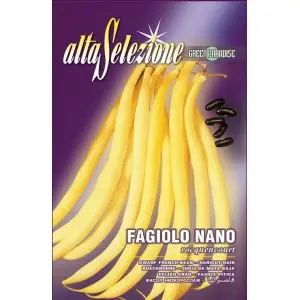 Seminte fasole oloaga fideluta Rocquencourt