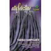 Seminte fasole urcatoare fideluta A Cosse Violette Alta Selezione