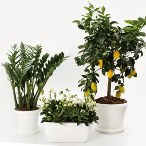 Jardiniera Unica
