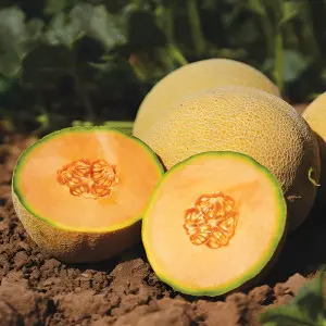 Seminte pepene galben Garfield F1