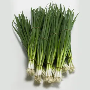 Seminte ceapa verde Kaigaro F1