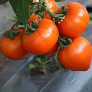Seminte tomate Zaraza