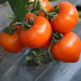 Seminte tomate Zaraza
