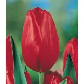 Bulbi lalele Il colore del amore rosii, 12 bulbi
