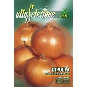 Seminte ceapa aurie Valenciana Temprana Alta Selezione