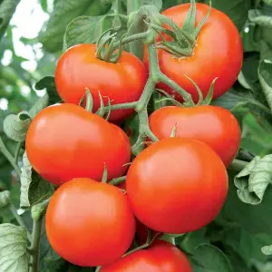 Seminte tomate Besuto F1
