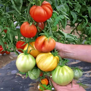 Seminte tomate Liguria F1